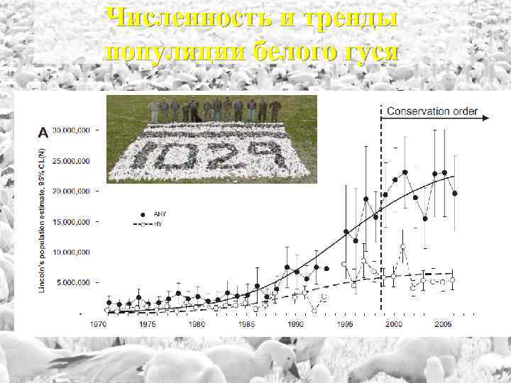 Численность и тренды популяции белого гуся 