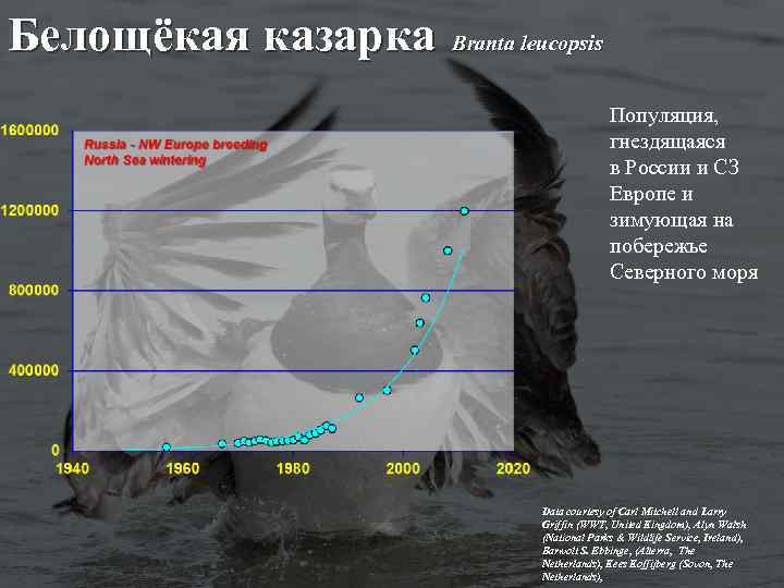 Белощёкая казарка Branta leucopsis Популяция, гнездящаяся в России и СЗ Европе и зимующая на