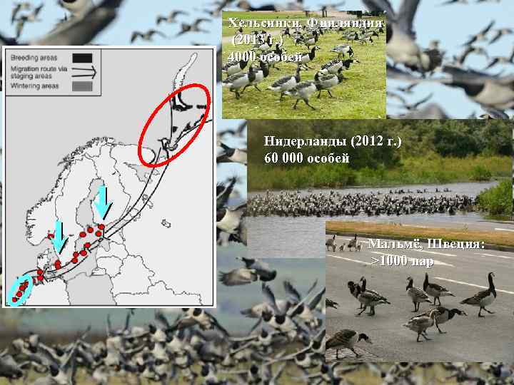 Хельсинки, Финляндия (2013 г. ) 4000 особей Нидерланды (2012 г. ) 60 000 особей