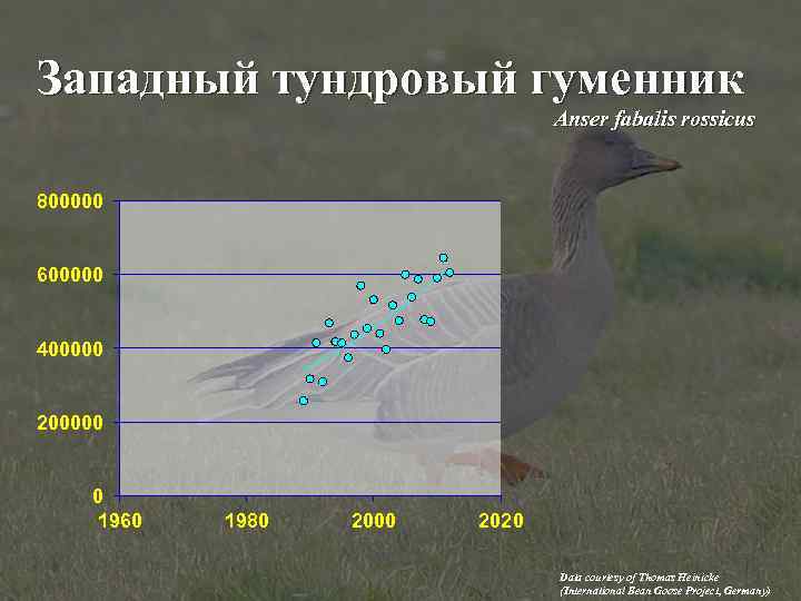 Западный тундровый гуменник Anser fabalis rossicus 800000 600000 400000 200000 0 1960 1980 2000