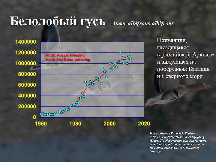 Белолобый гусь Anser albifrons Популяция, гнездящаяся в российской Арктике и зимующая на побережьях Балтики