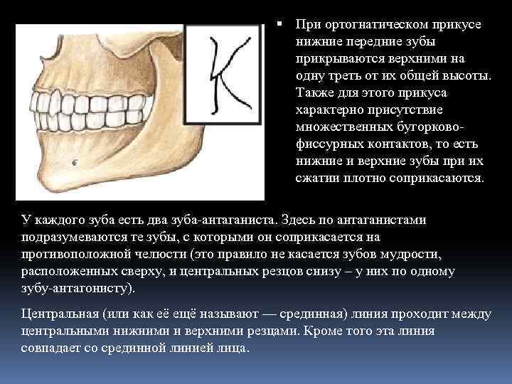 Между верхней и нижней. Характеристика центральной окклюзии для ортогнатического прикуса. Центральная окклюзия ортогнатический прикус. Ортагнатичемерй прикус. Ортогнатическое соотношение челюстей.