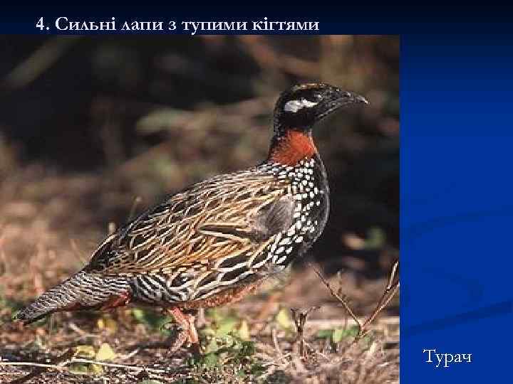 4. Сильні лапи з тупими кігтями Турач 