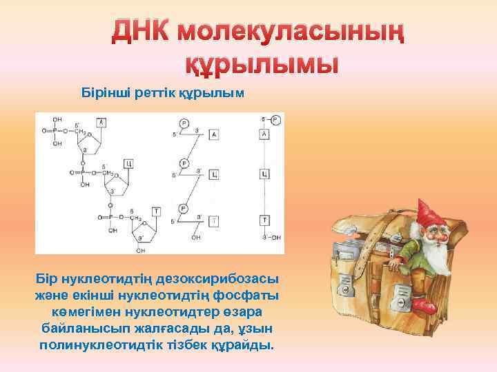 ДНК молекуласының құрылымы Бірінші реттік құрылым Бір нуклеотидтің дезоксирибозасы және екінші нуклеотидтің фосфаты көмегімен