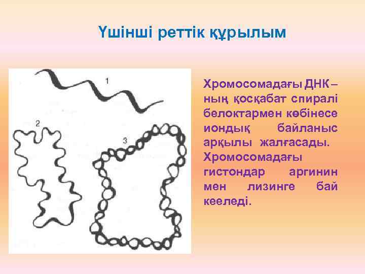 Үшінші реттік құрылым Хромосомадағы ДНК – ның қосқабат спиралі белоктармен көбінесе иондық байланыс арқылы