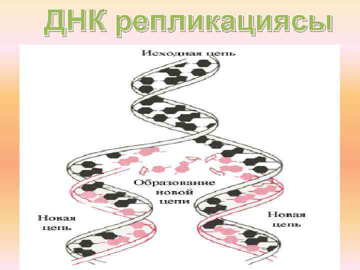 ДНК репликациясы 