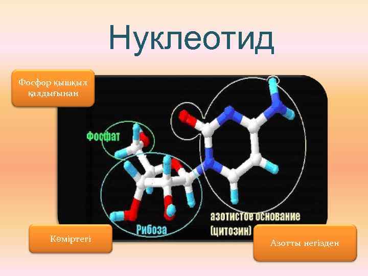 Нуклеотид Фосфор қышқыл қалдығынан Көміртегі Азотты негізден 