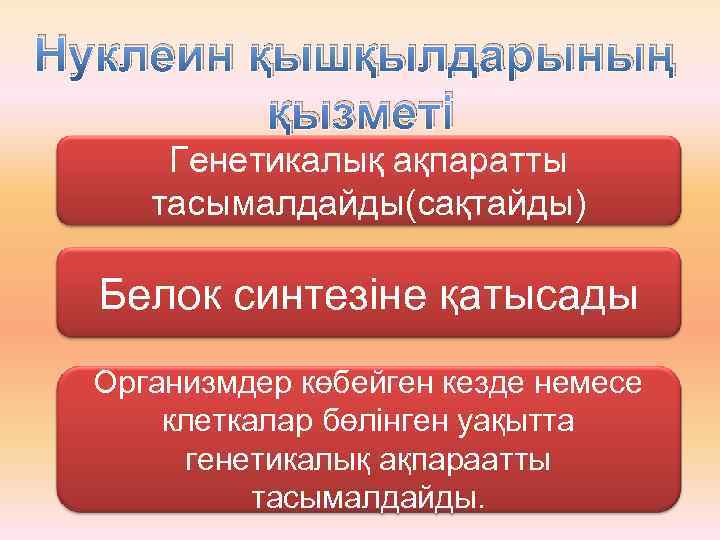 Нуклеин қышқылдарының қызметі Генетикалық ақпаратты тасымалдайды(сақтайды) Белок синтезіне қатысады Организмдер көбейген кезде немесе клеткалар