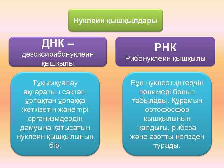 Нуклеин қышқылдары ДНК – РНК дезоксирибонуклеин қышқылы Рибонуклеин қышқылы Тұқымқуалау ақпаратын сақтап, ұрпақтан ұрпаққа