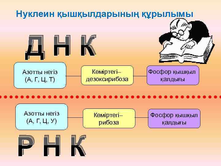 Нуклеин қышқылдарының құрылымы ДНК Азотты негіз (А, Г, Ц, Т) Көміртегі– дезоксирибоза Азотты негіз