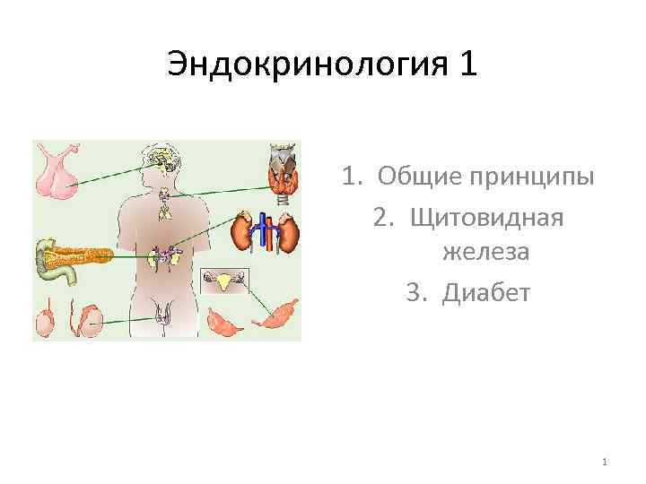Эндокринология 1 1. Общие принципы 2. Щитовидная железа 3. Диабет 1 