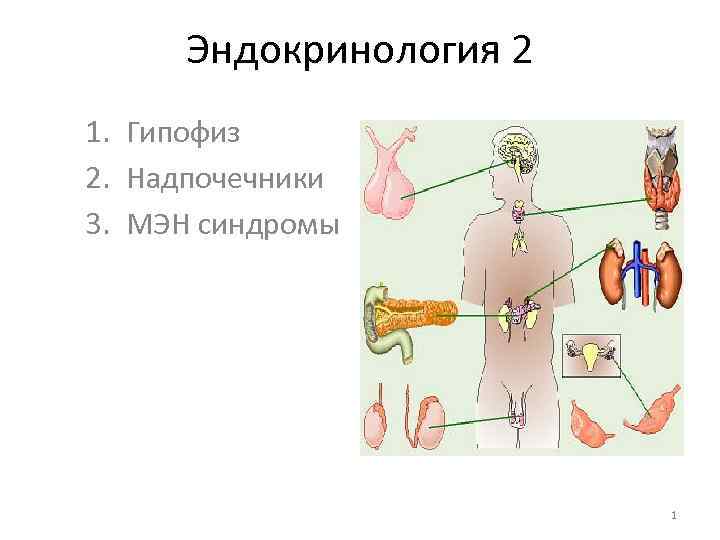 Эндокринология 2 1. Гипофиз 2. Надпочечники 3. МЭН синдромы 1 