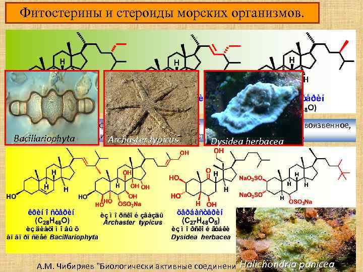 Фитостерины и стероиды морских организмов. На млекопитающих фитостерины оказывают гепатозащитное, противоязвенное, противораковое, антидиабетическое и