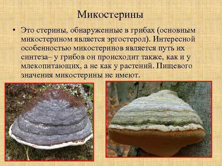 Микостерины • Это стерины, обнаруженные в грибах (основным микостерином является эргостерол). Интересной особенностью микостеринов