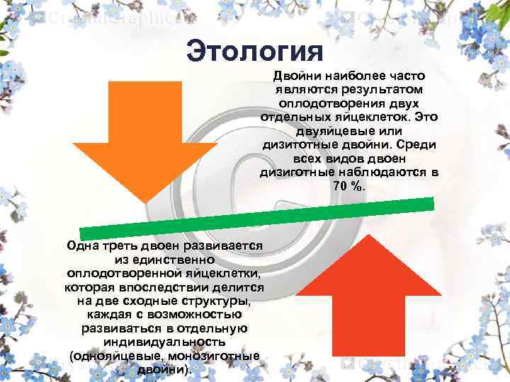 Этология Двойни наиболее часто являются результатом оплодотворения двух отдельных яйцеклеток. Это двуяйцевые или дизитотные