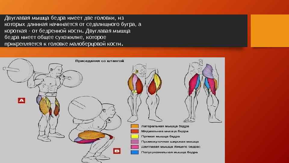 Двуглавая мышца бедра анатомия картинки