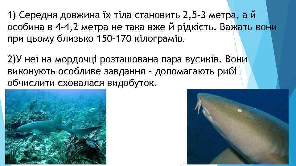 1) Середня довжина їх тіла становить 2, 5 -3 метра, а й особина в