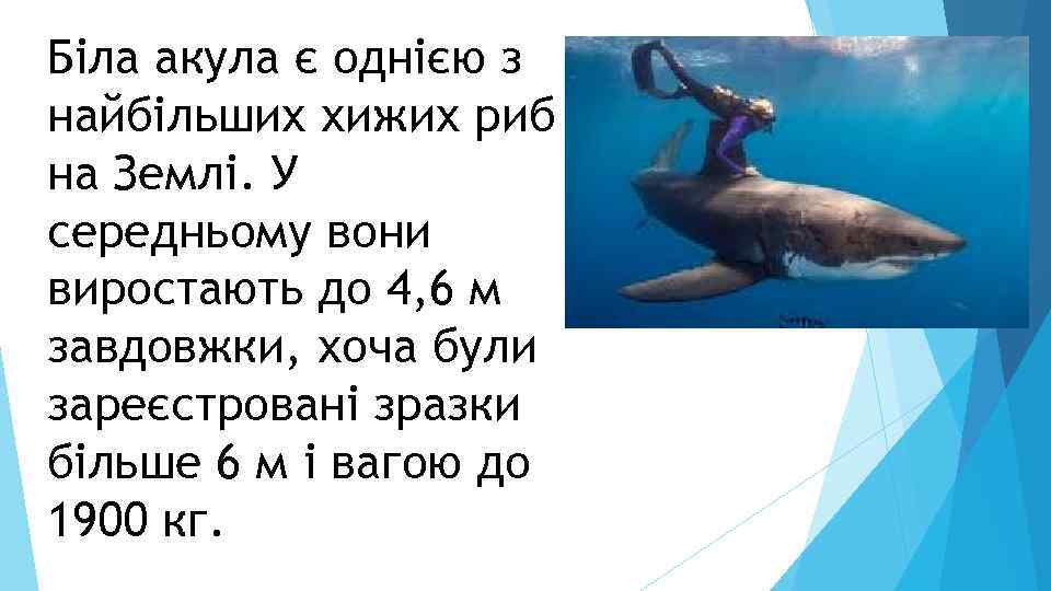 Біла акула є однією з найбільших хижих риб на Землі. У середньому вони виростають