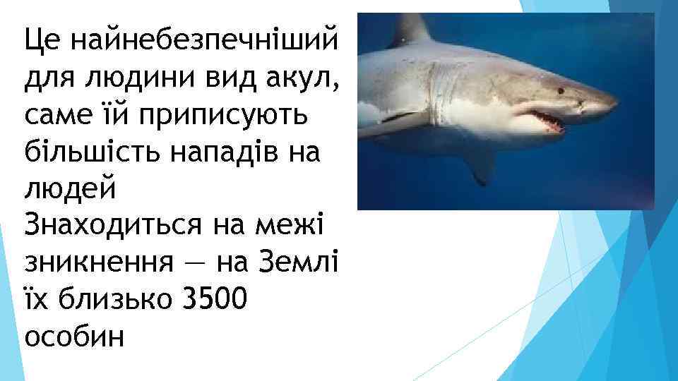 Це найнебезпечніший для людини вид акул, саме їй приписують більшість нападів на людей Знаходиться