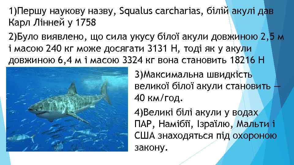 1)Першу наукову назву, Squalus carcharias, білій акулі дав Карл Лінней у 1758 2)Було виявлено,