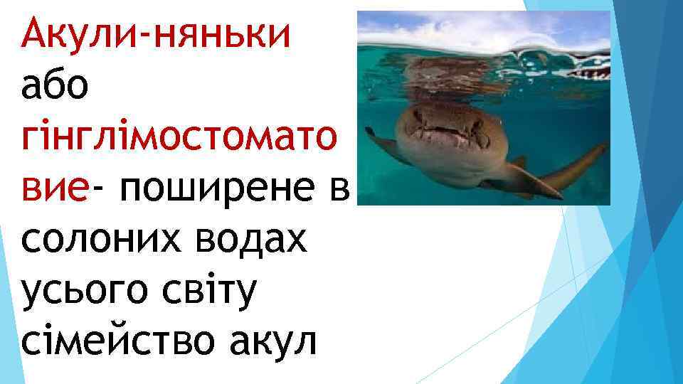 Акули-няньки або гінглімостомато вие- поширене в солоних водах усього світу сімейство акул 