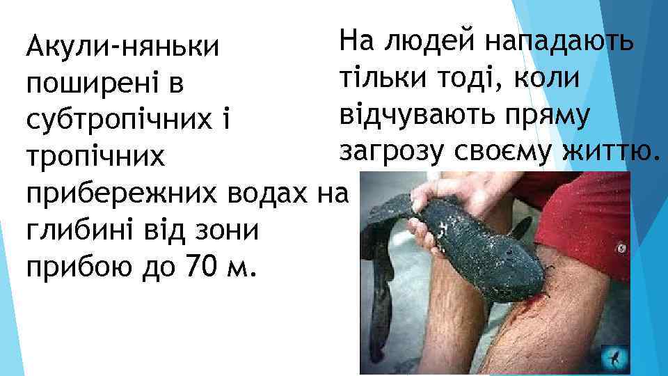 На людей нападають Акули-няньки тільки тоді, коли поширені в відчувають пряму субтропічних і загрозу