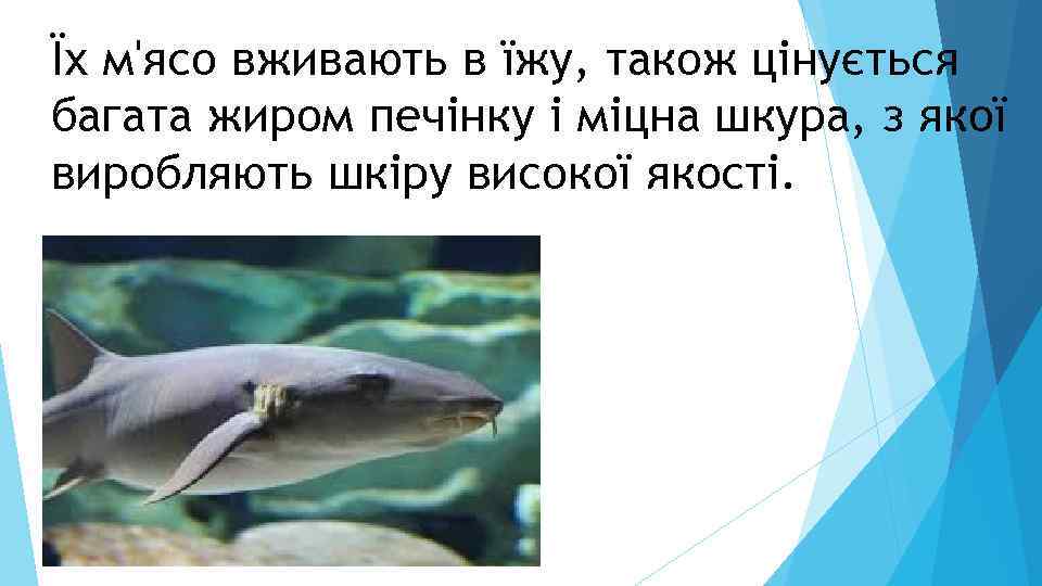 Їх м'ясо вживають в їжу, також цінується багата жиром печінку і міцна шкура, з