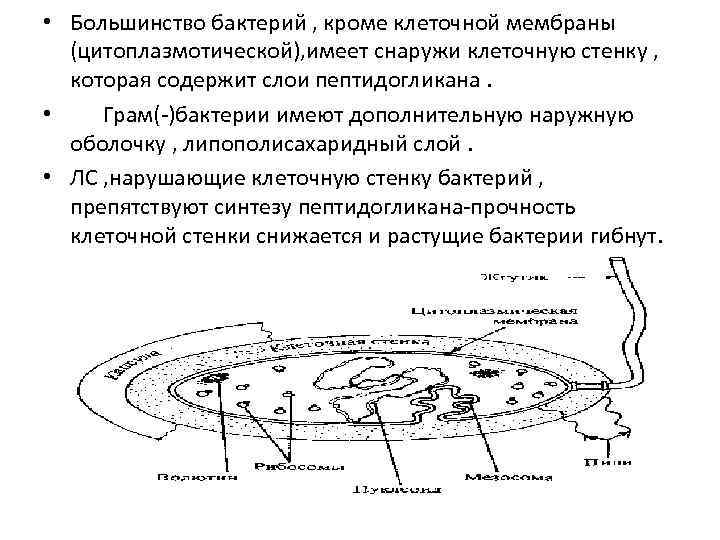  • Большинство бактерий , кроме клеточной мембраны (цитоплазмотической), имеет снаружи клеточную стенку ,