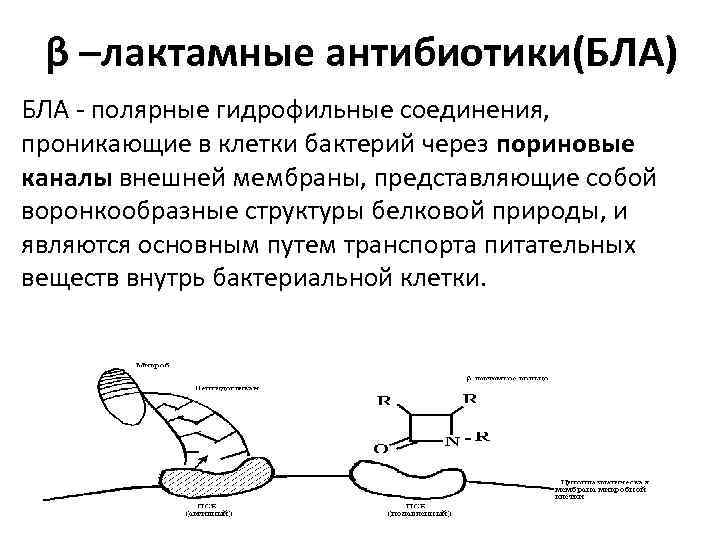 β –лактамные антибиотики(БЛА) БЛА - полярные гидрофильные соединения, проникающие в клетки бактерий через пориновые