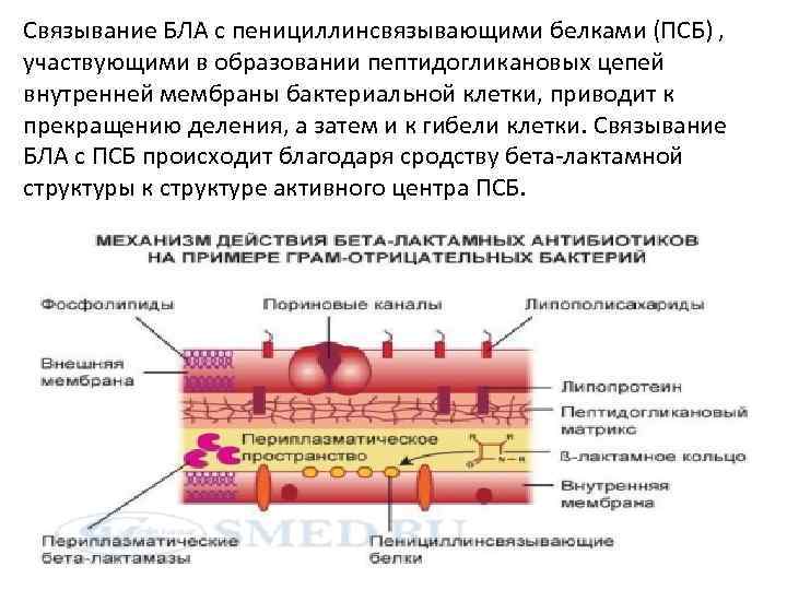 Связывание БЛА с пенициллинсвязывающими белками (ПСБ) , участвующими в образовании пептидогликановых цепей внутренней мембраны