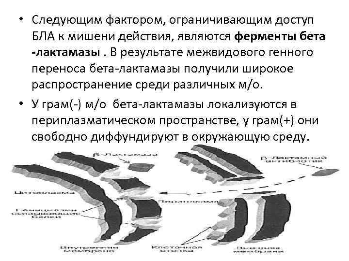  • Следующим фактором, ограничивающим доступ БЛА к мишени действия, являются ферменты бета -лактамазы.