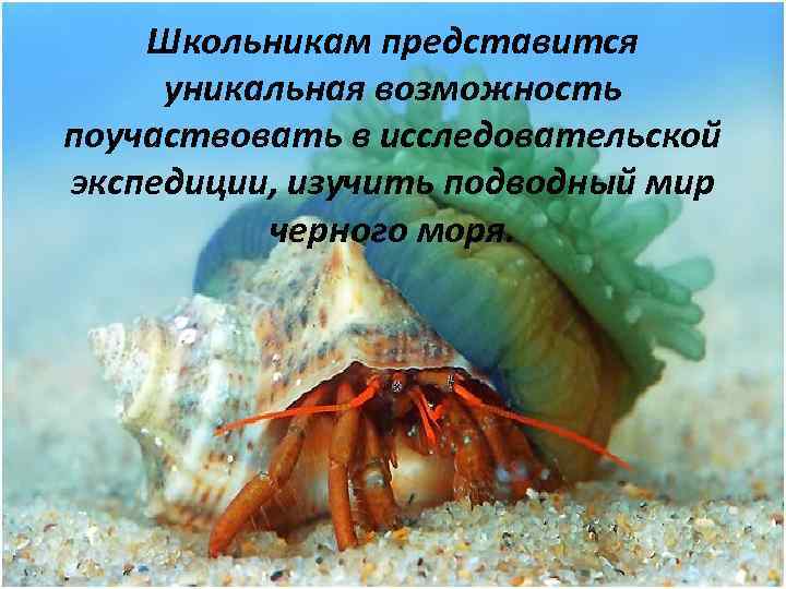 Школьникам представится уникальная возможность поучаствовать в исследовательской экспедиции, изучить подводный мир черного моря. 