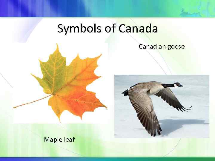 Symbols of Canada Canadian goose Maple leaf 