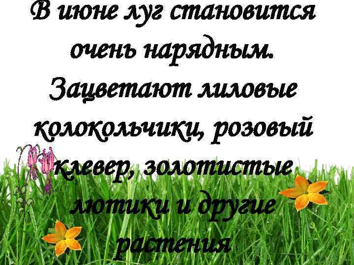 В июне луг становится очень нарядным. Зацветают лиловые колокольчики, розовый клевер, золотистые лютики и