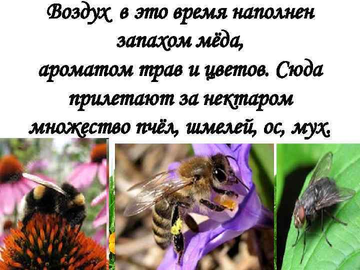 Воздух в это время наполнен запахом мёда, ароматом трав и цветов. Сюда прилетают за