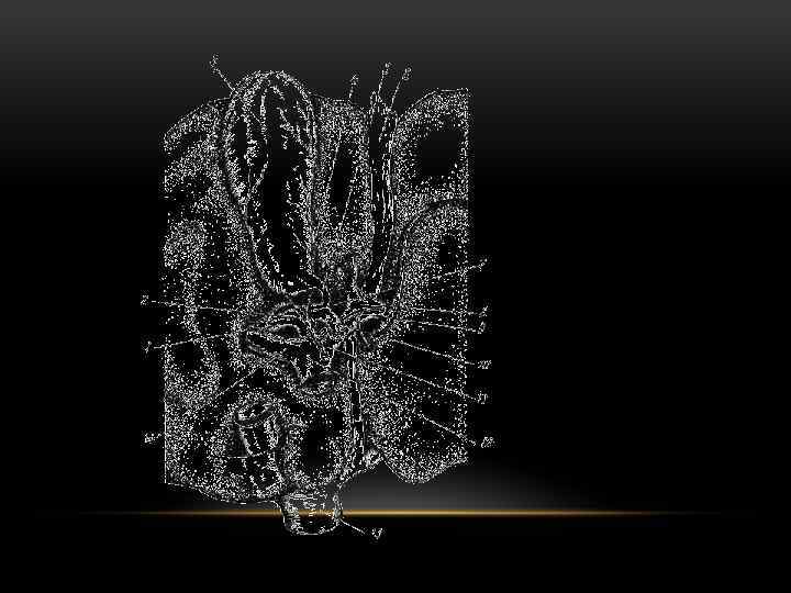 АНАТОМИЯ НИЖНЕЙ ПОВЕРХНОСТИ ПЕЧЕНИ 
