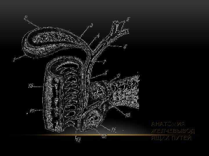 АНАТОМИЯ ЖЕЛЧЕВЫВОД ЯЩИХ ПУТЕЙ 