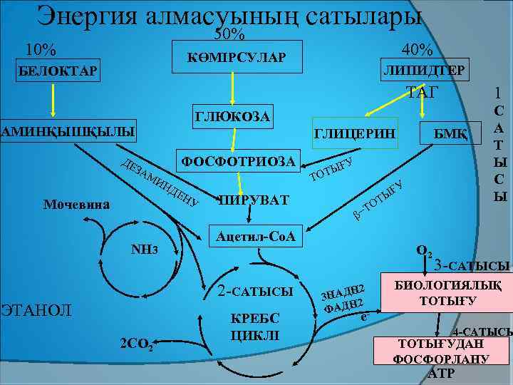 Энергия алмасуының сатылары 50% 10% 40% КӨМІРСУЛАР БЕЛОКТАР ЛИПИДТЕР ТАГ ГЛЮКОЗА АМИНҚЫШҚЫЛЫ ДЕ 1