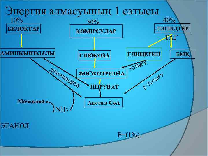 Энергия алмасуының 1 сатысы 10% 50% БЕЛОКТАР ЛИПИДТЕР КӨМІРСУЛАР АМИНҚЫШҚЫЛЫ 40% ТАГ ГЛИЦЕРИН ГЛЮКОЗА