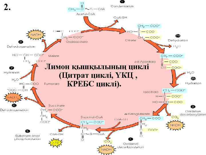 2. Лимон қышқылының циклі (Цитрат циклі, ҮКЦ , КРЕБС циклі). 