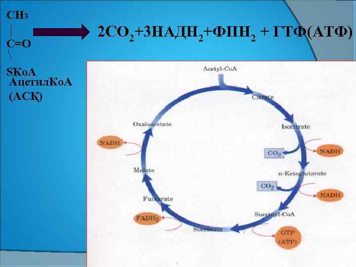 СН 3 С=О SКо. А Ацетил. Ко. А (АСҚ) 2 СО 2+3 НАДН 2+ФПН