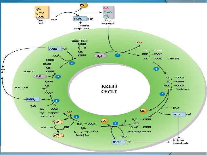 ctron ort CO 2 CH 3 C O COOH Co. A C OO C
