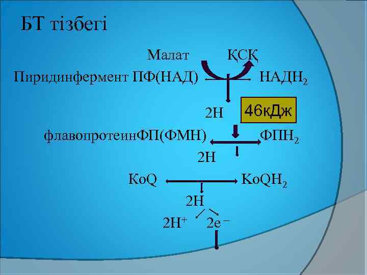 БТ тізбегі Малат ҚСҚ Пиридинфермент ПФ(НАД) НАДН 2 2 Н 46 к. Дж флавопротеин.