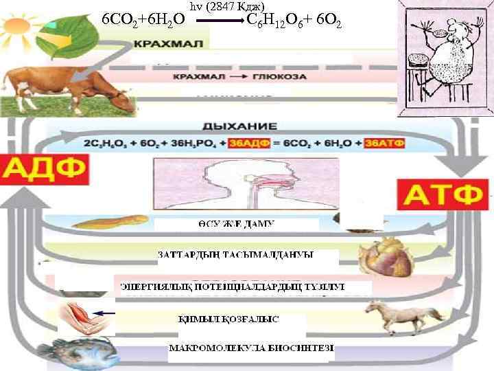 hv (2847 Кдж) 6 СО 2+6 Н 2 О С 6 Н 12 О
