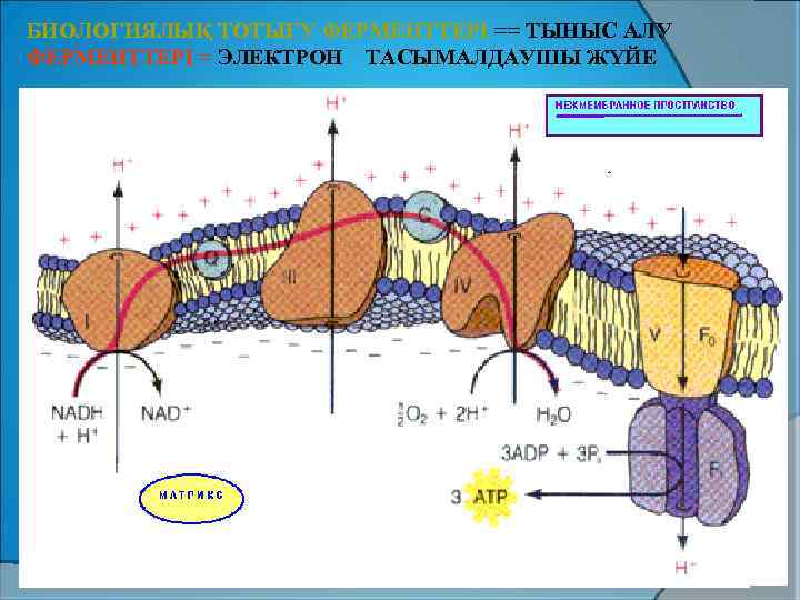 БИОЛОГИЯЛЫҚ ТОТЫҒУ ФЕРМЕНТТЕРІ == ТЫНЫС АЛУ ФЕРМЕНТТЕРІ = ЭЛЕКТРОН ТАСЫМАЛДАУШЫ ЖҮЙЕ 