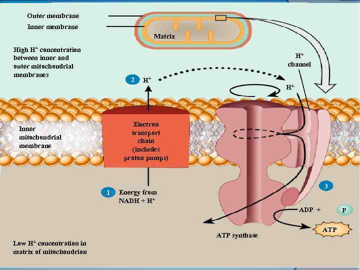 Outer membrane Inner membrane Matrix High H+ concentration High H between inner and outer