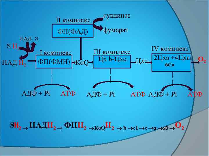 II комплекс ФП(ФАД) сукцинат фумарат НАД S S Н 2 НАД Н 2 IV