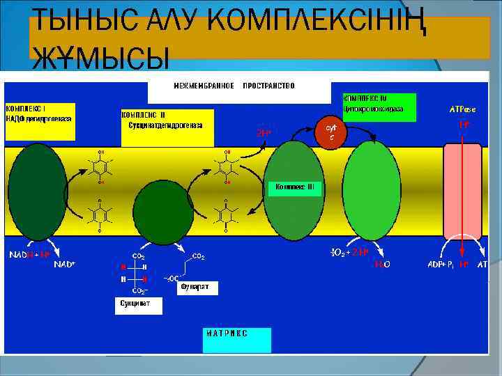 ТЫНЫС АЛУ КОМПЛЕКСІНІҢ ЖҰМЫСЫ 