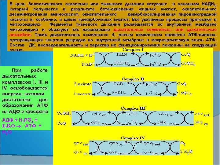 В цепь биологического окисления или тканевого дыхания вступают в основном НАДН 2, который получается