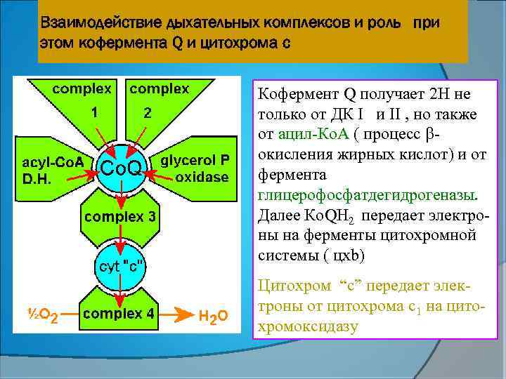 Взаимодействие дыхательных комплексов и роль при этом кофермента Q и цитохрома с Кофермент Q